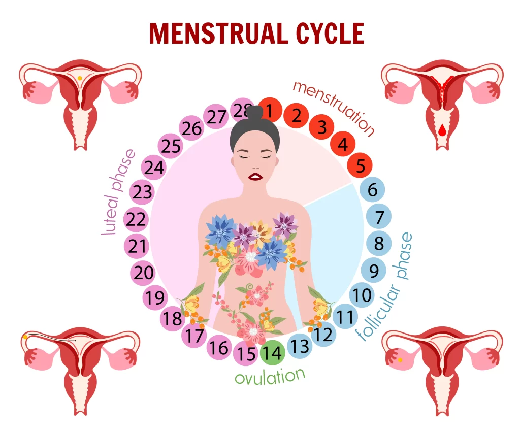 Menstrual cycle 