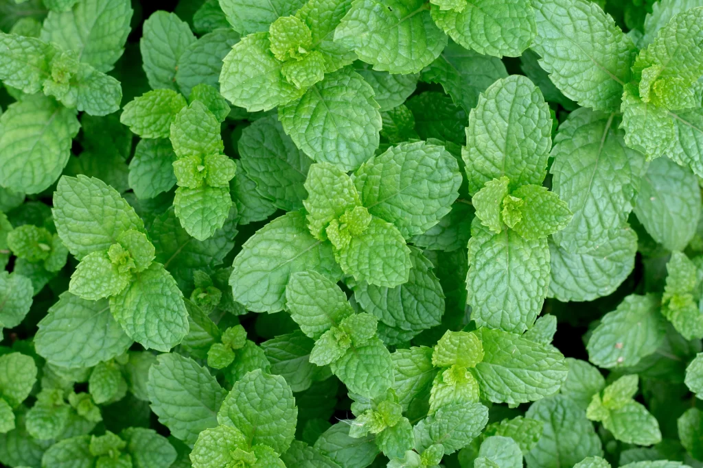 Spearmint - Cure for PCOS