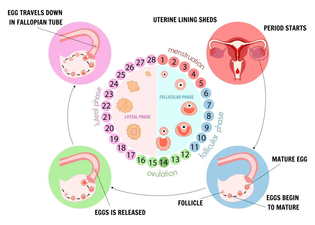 Menstrual Cycle: Basics of Reproductive Cycle